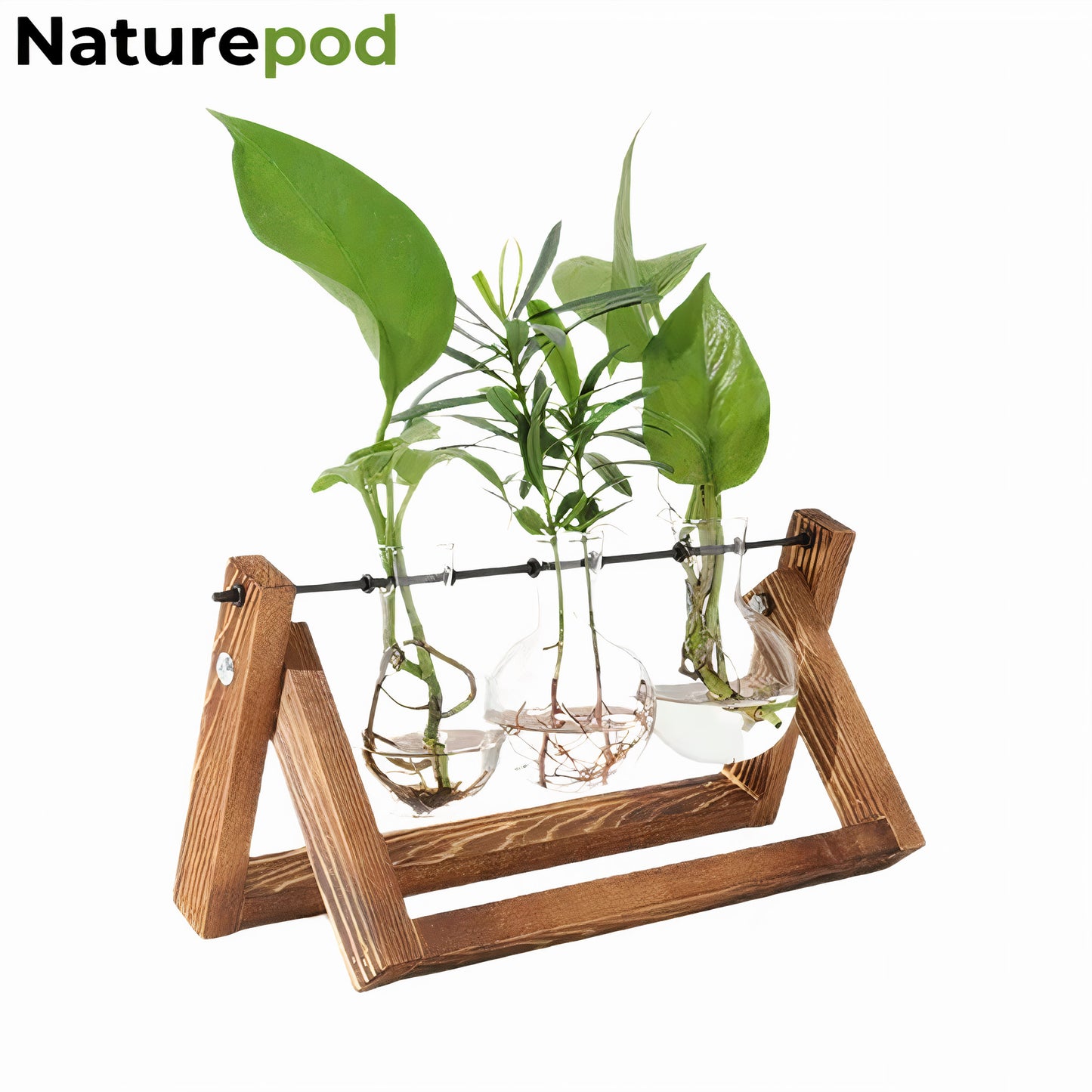 NaturePod™ Botanical Glass Vase